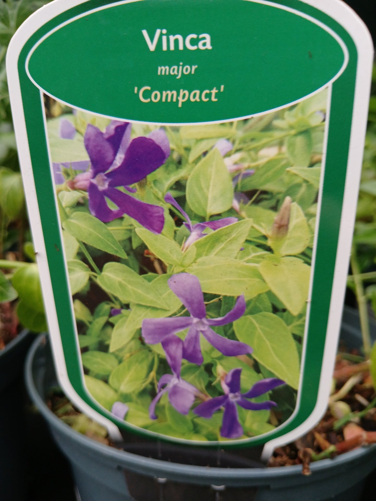 Vinca Minor Mix / V2 15cm