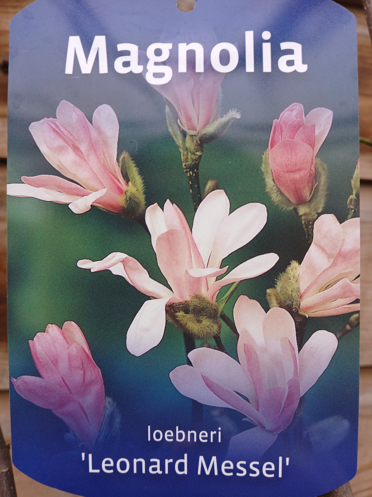 Magnolia Leonard Messel / P23 (5 Ltr)