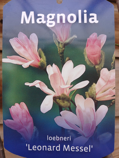 Magnolia Leonard Messel / P23 (5 Ltr)