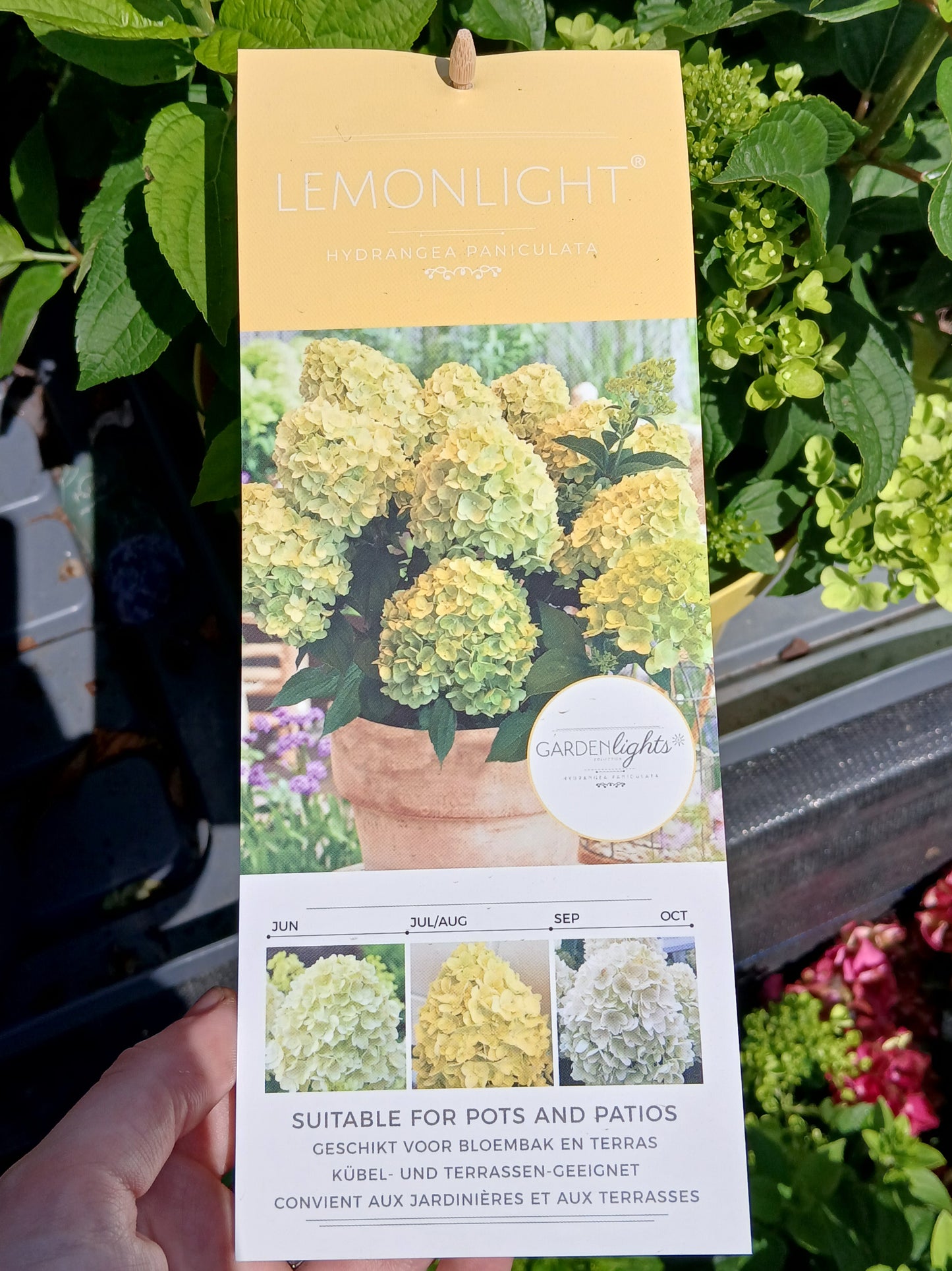 Hydrangea pan. Garden Lights mix / 7.5ltr