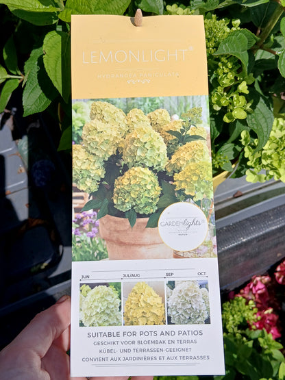 Hydrangea pan. Garden Lights mix / 7.5ltr