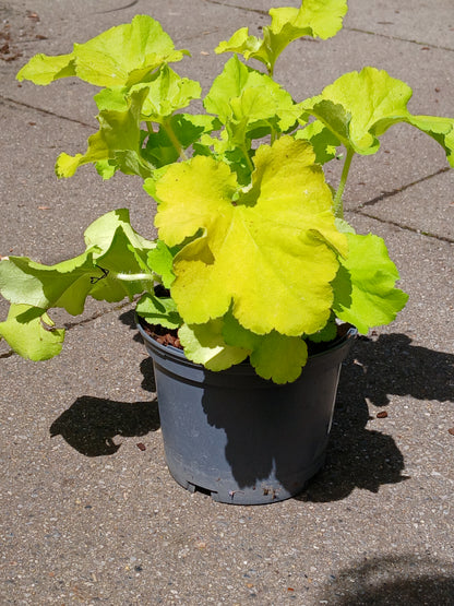 HEUCHERA villosa Carnival Lime / 1 Litre