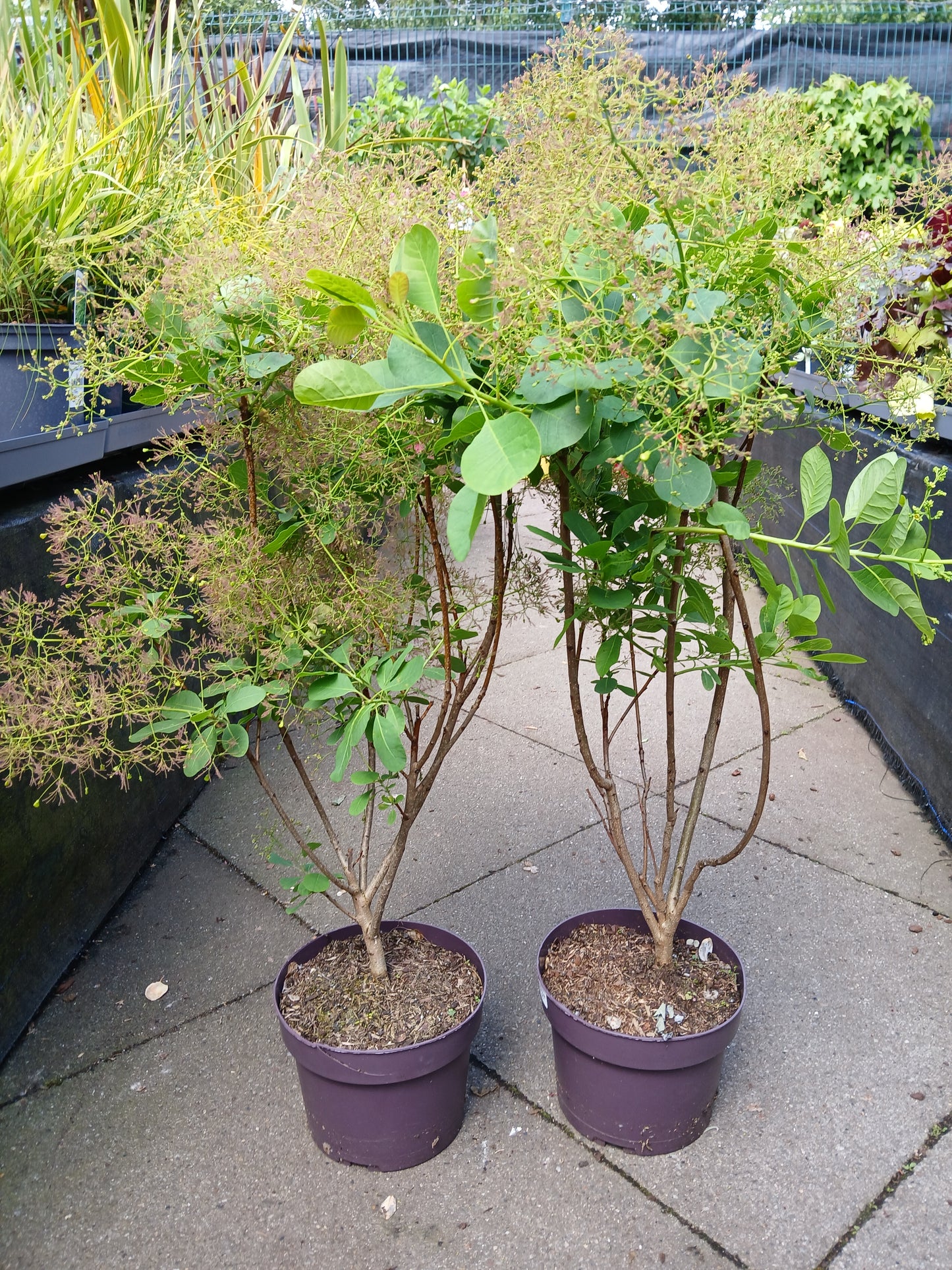 Cotinus cog. 'Young Lady' / 3.0 - Litre Container / 40-50Cm