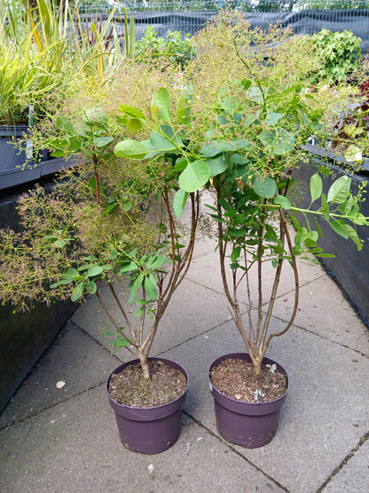 Cotinus cog. 'Young Lady' / 3.0 - Litre Container / 40-50Cm
