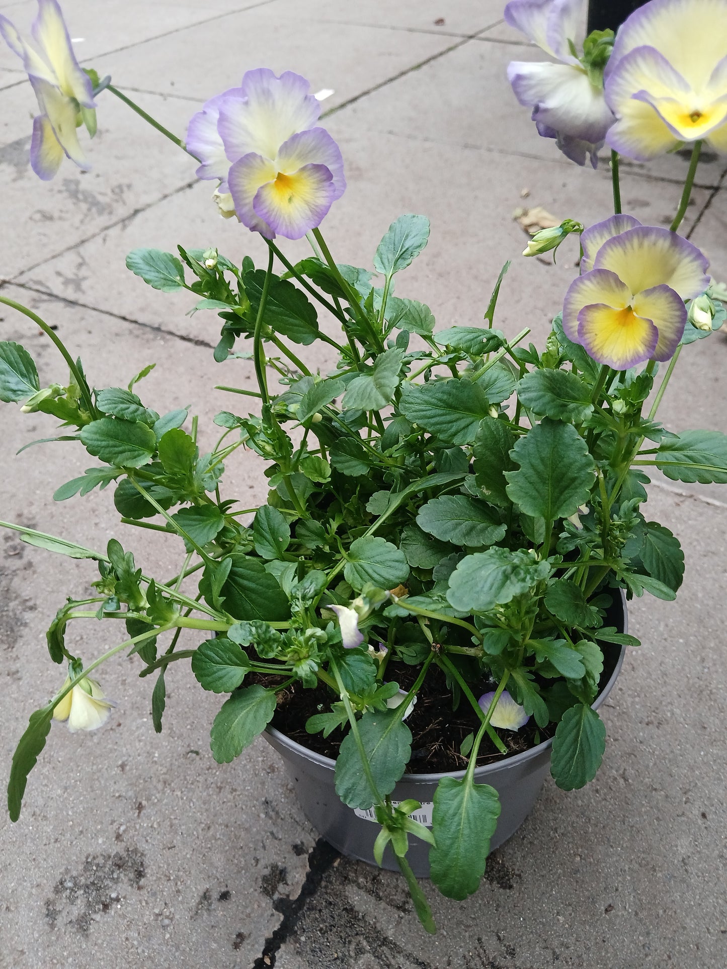 Viola Etain 2 Ltr