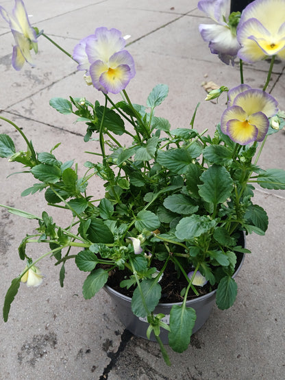Viola Etain 2 Ltr