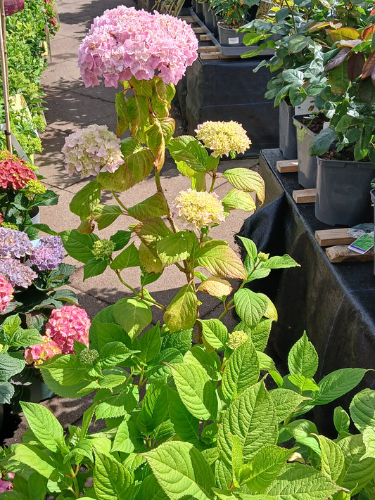 Hydrangea m. 'Alpenglühen' / 10L / 30-40Cm
