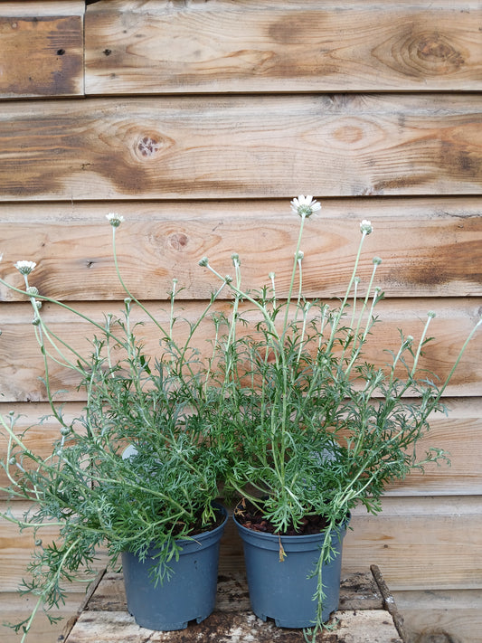Rhodanthemum casablanca / 1L