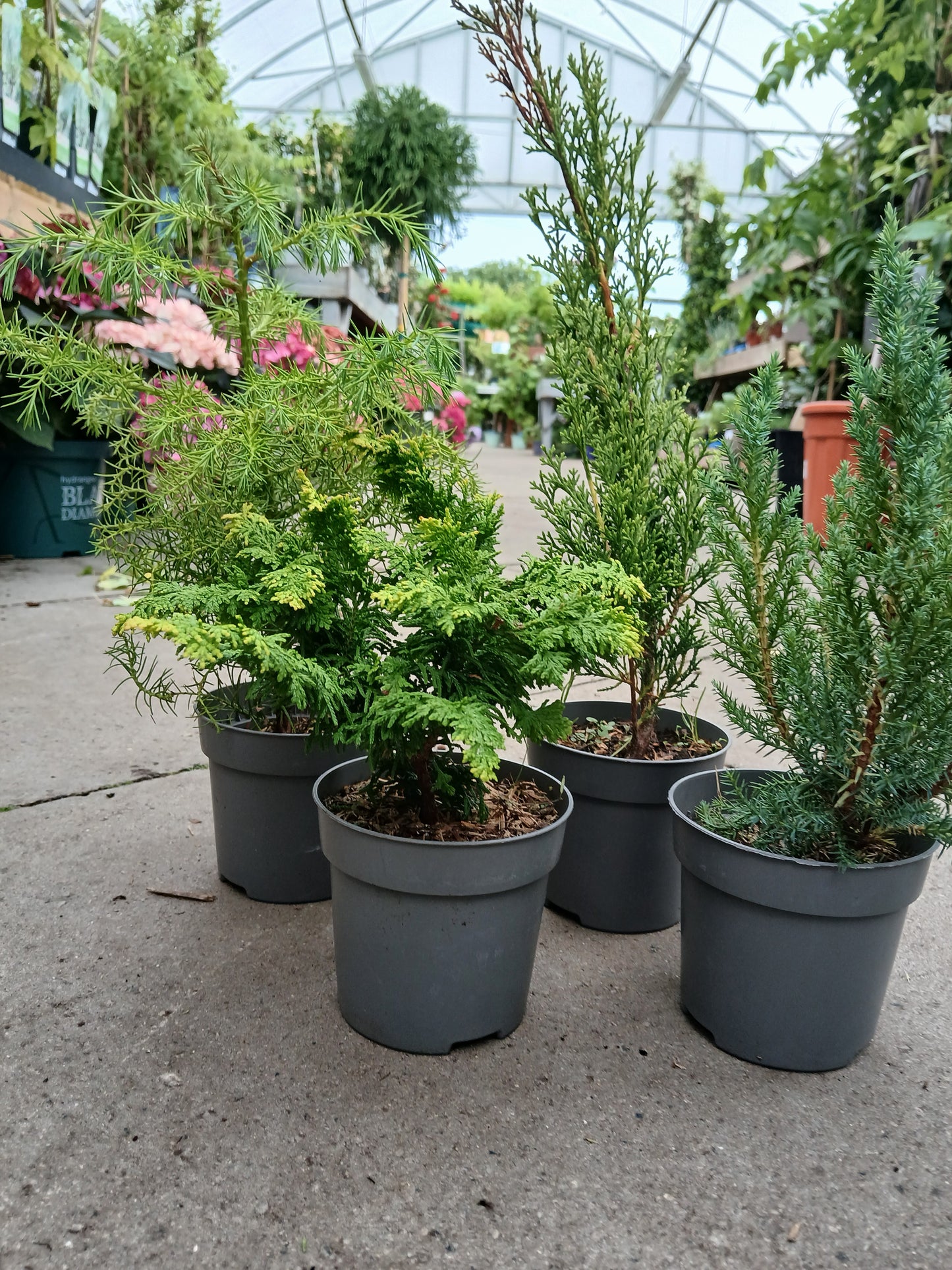 Conifers Mix Exclusive / P10,5 35cm