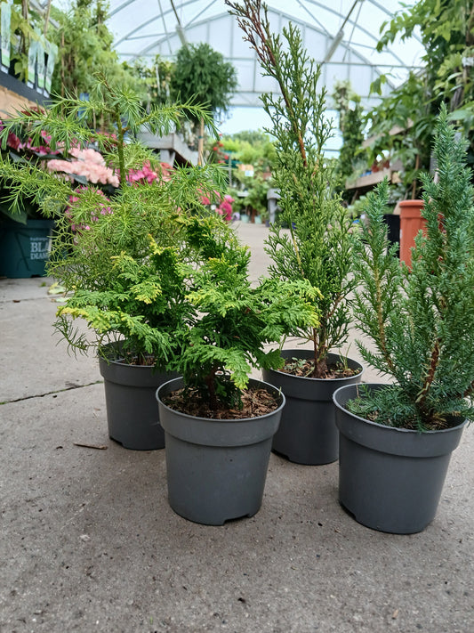 Conifers Mix Exclusive / P10,5 35cm