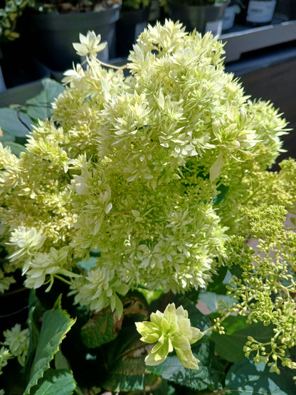 Hydrangea arbor. 'Hayes Starburst' / 3 Ltr pot