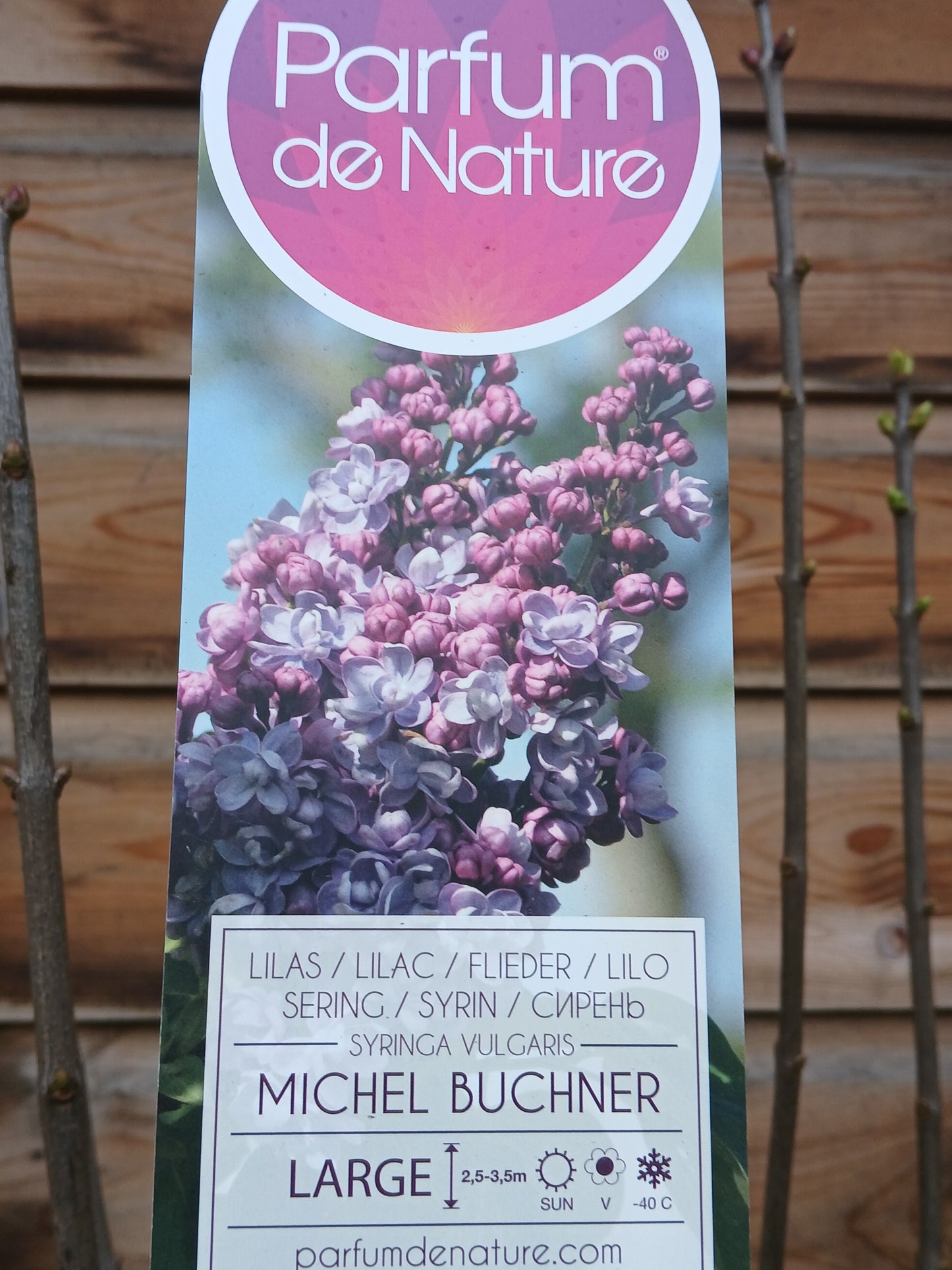 Syringa in varieties / P29 (10 Ltr)