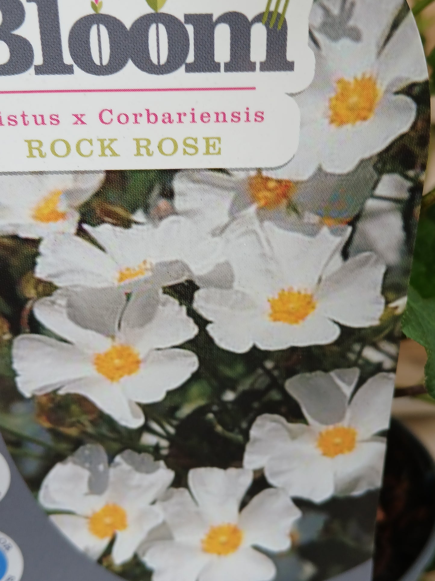 CISTUS x corbariensis / 2 Litre