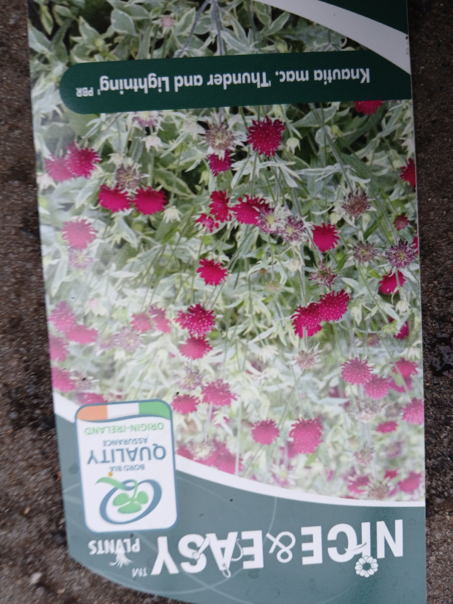 Knautia 'Thunder & Lightning' ® / 2L