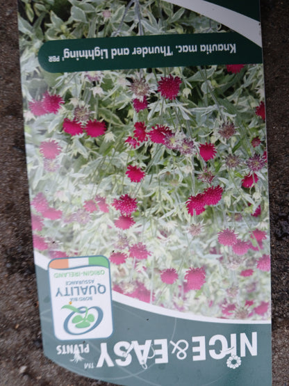 Knautia 'Thunder & Lightning' ® / 2L