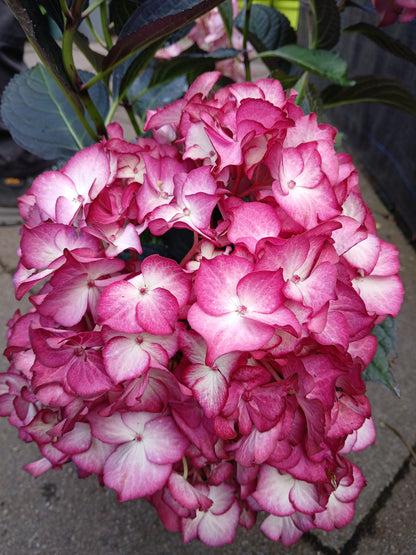 Hydrangea macr. Black Diamonds / 5ltr
