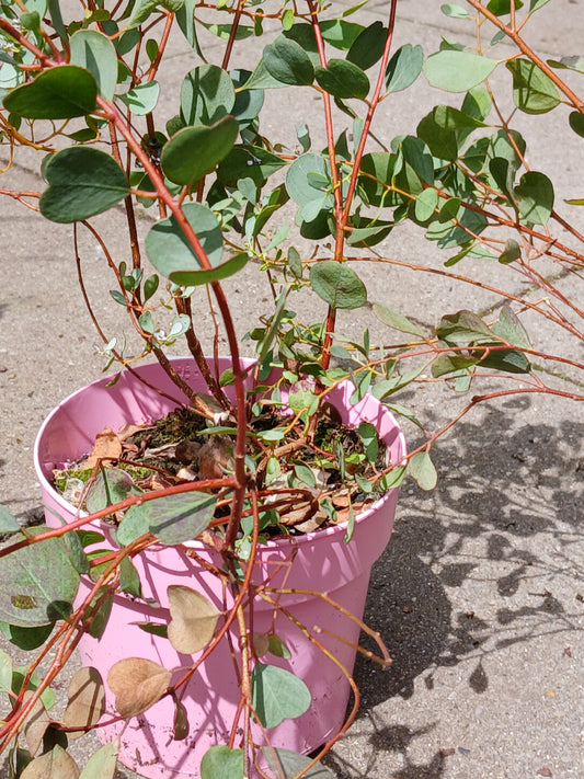 Eucalyptus family In Varieties / 15Cm