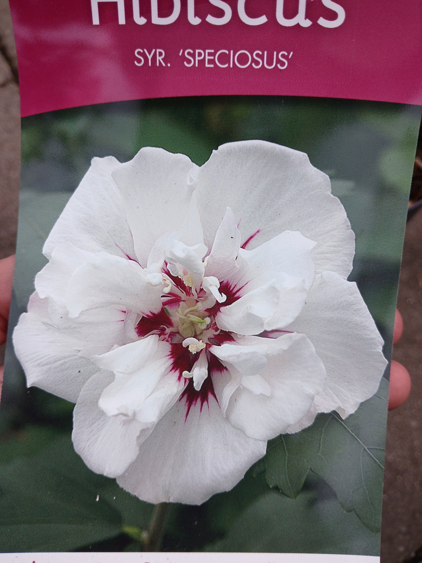 Hibiscus Syracus Mix / C3 55cm