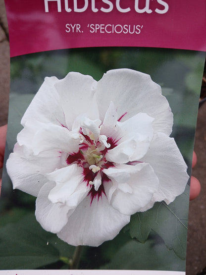 Hibiscus Syracus Mix / C3 55cm