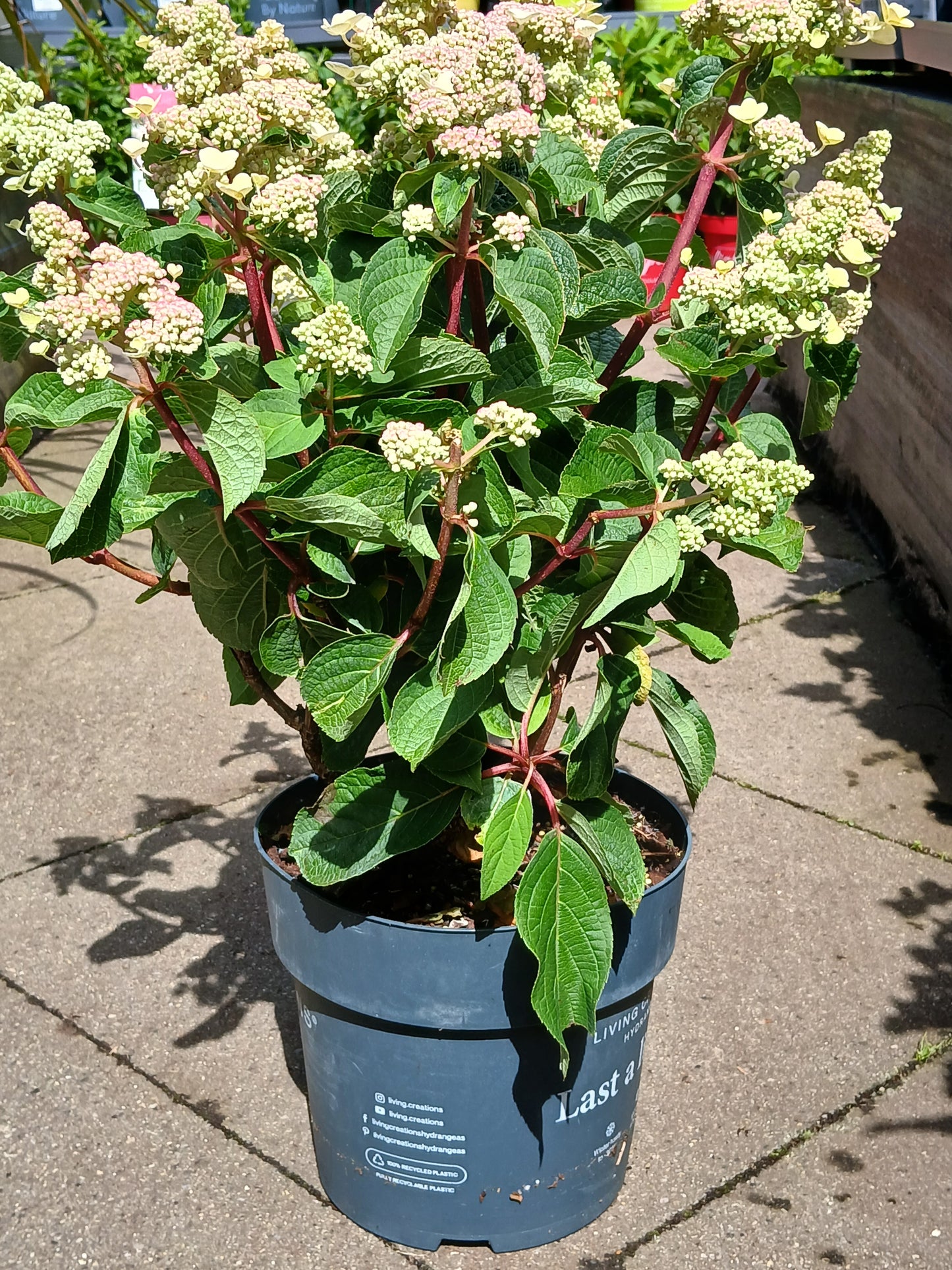 Hydrangea Living Infinity P23
