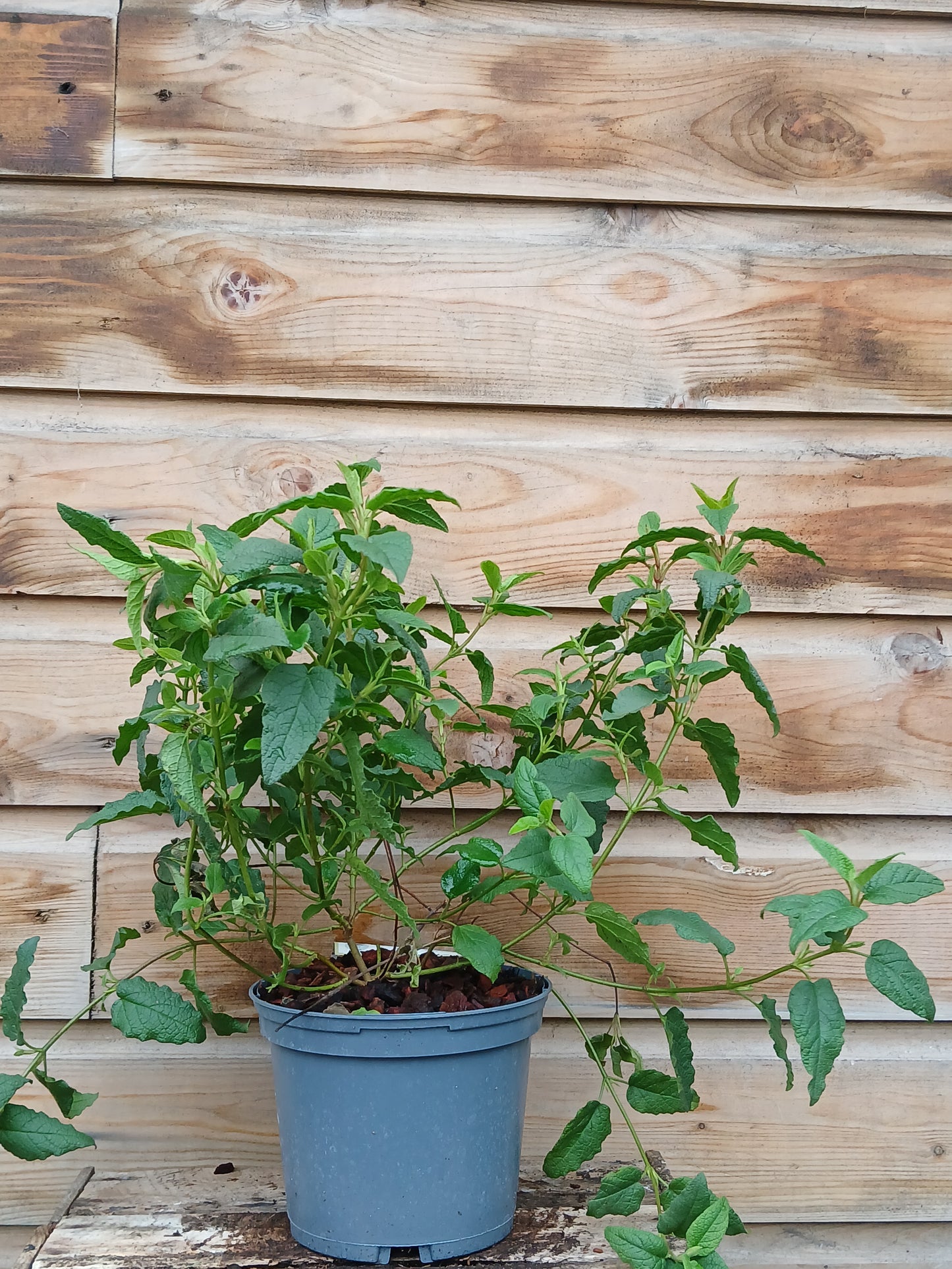 CISTUS x corbariensis / 2 Litre
