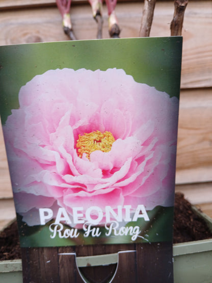 Paeonia suf. Chinese / P23(5Ltr)TERRA