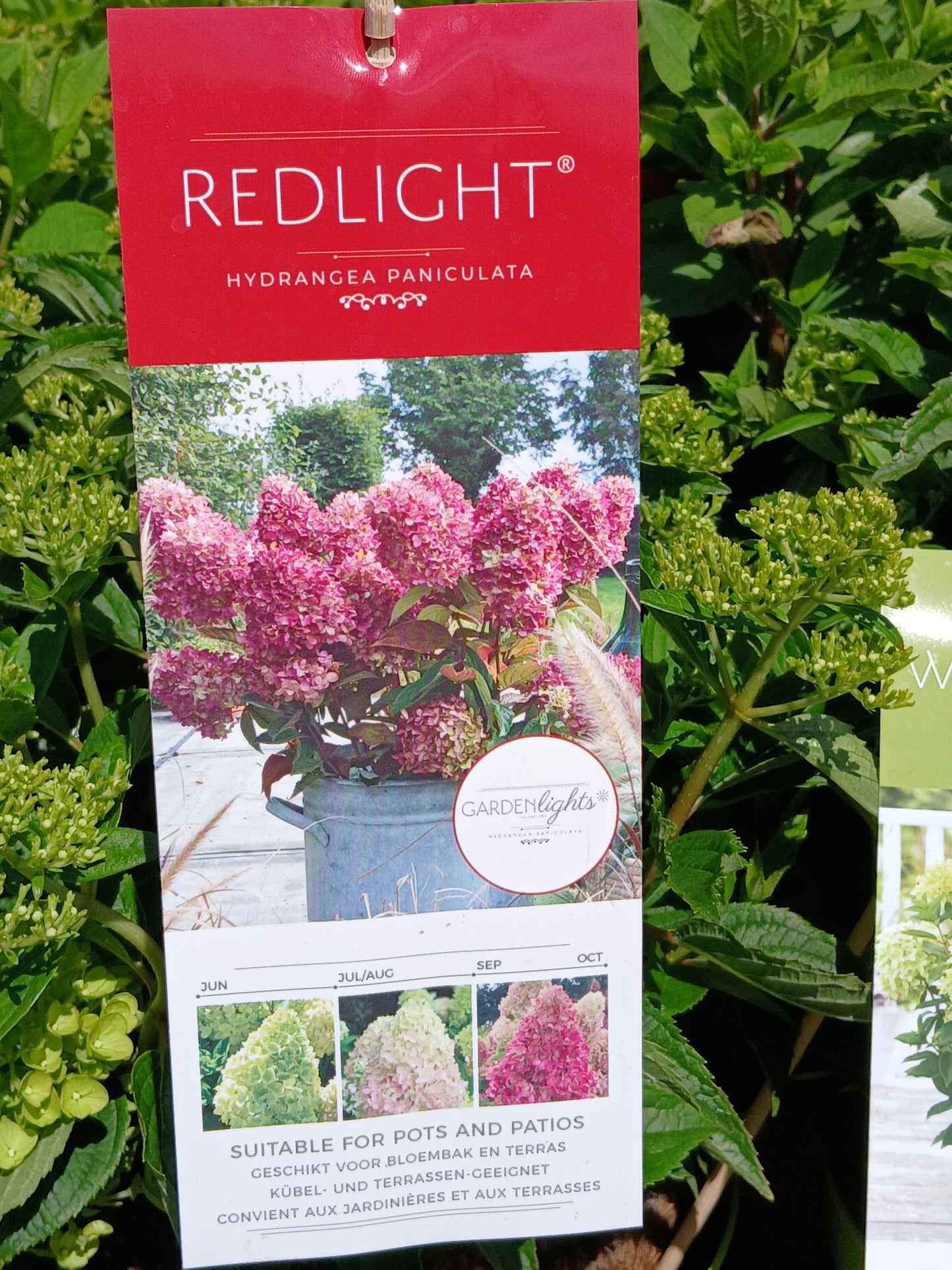 Hydrangea pan. Garden Lights mix / 7.5ltr
