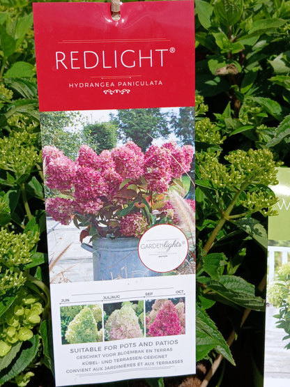 Hydrangea pan. Garden Lights mix / 7.5ltr