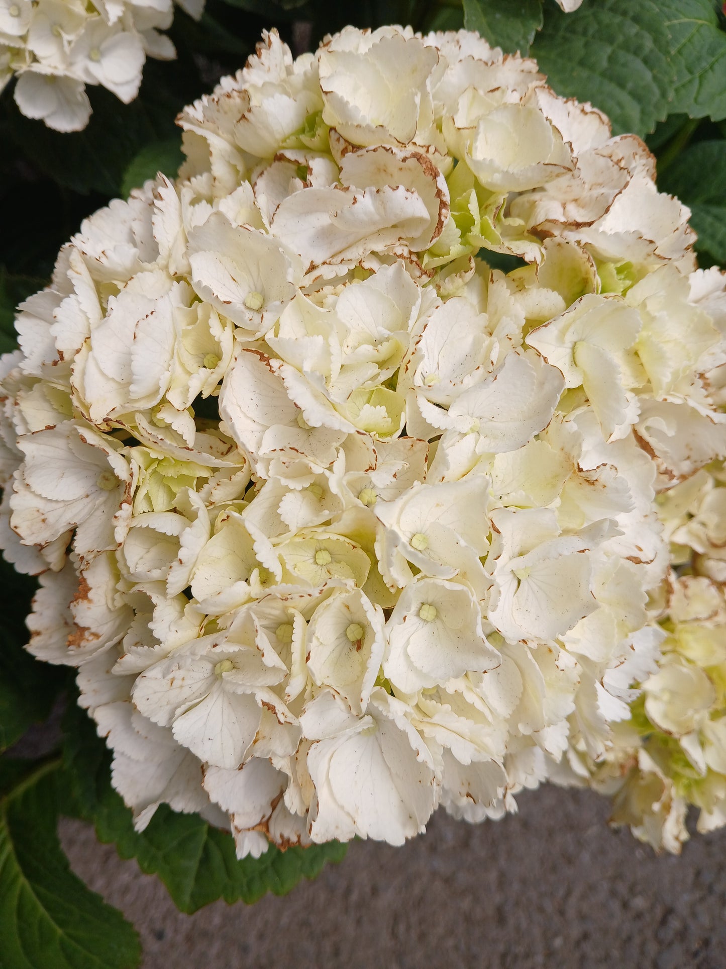 Hydrangea macrophylla mix / 5 Ltr pot