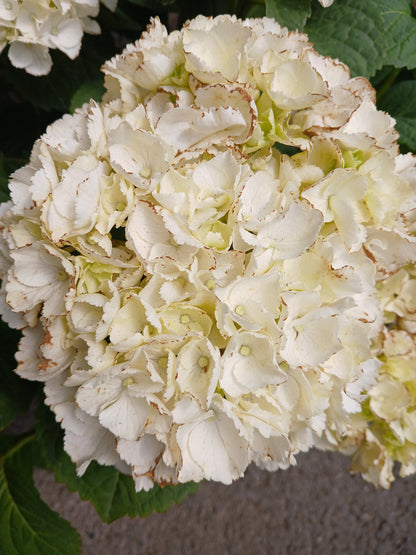 Hydrangea macrophylla mix / 5 Ltr pot