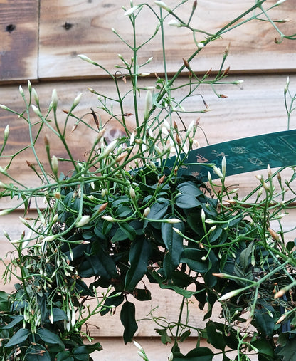 Jasminum polyanthum / P12 - hoop (200 buds)-Easy Garden Centre