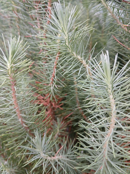 Pinus pinea Silver Crest / P10.5