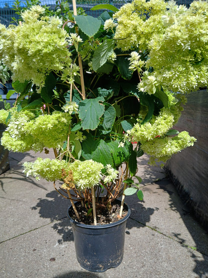 Hydrangea arbor. 'Hayes Starburst' / 3 Ltr pot