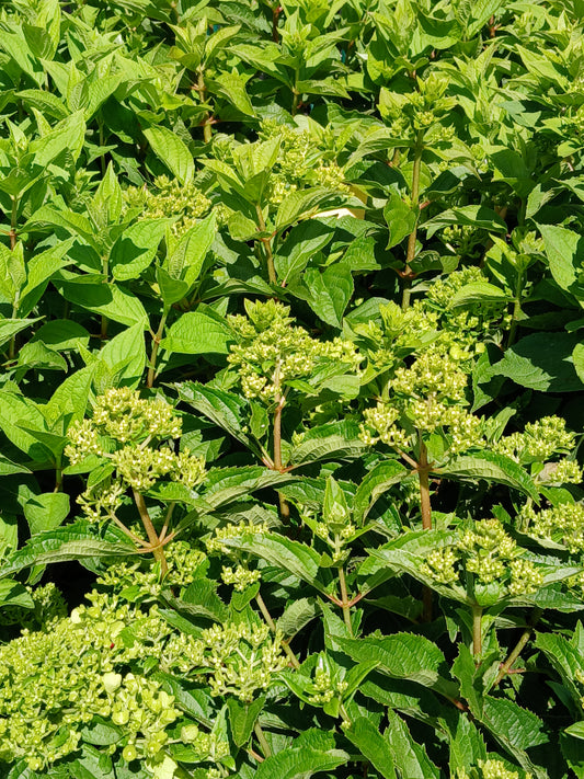 Hydrangea pan. Garden Lights Mix / 7.5L