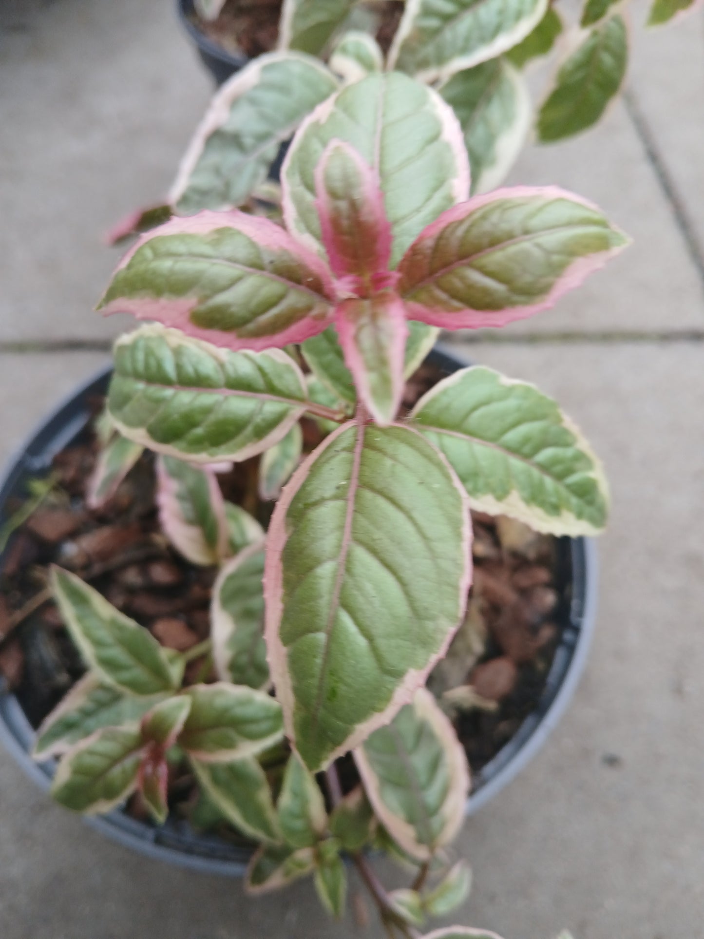 FUCHSIA Sunray / 2 Litre