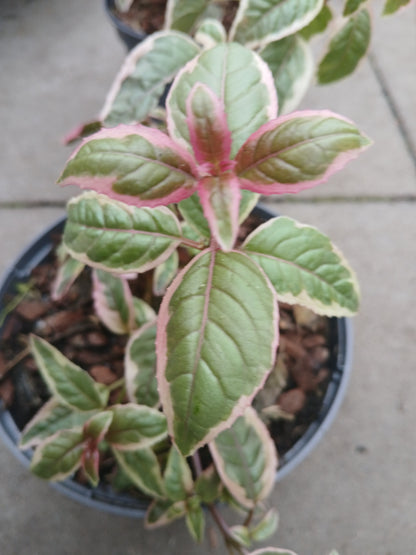 FUCHSIA Sunray / 2 Litre
