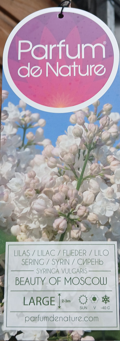 Syringa in varieties / P29 (10 Ltr)