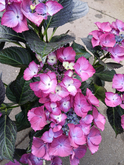 Hydrangea macr. Black Diamonds / 5ltr