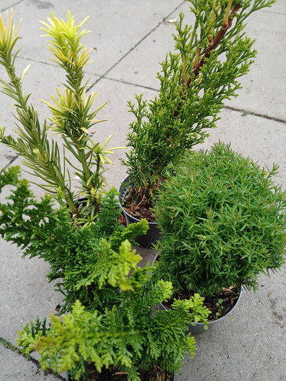 Conifers Mix Exclusive / P10,5 35cm