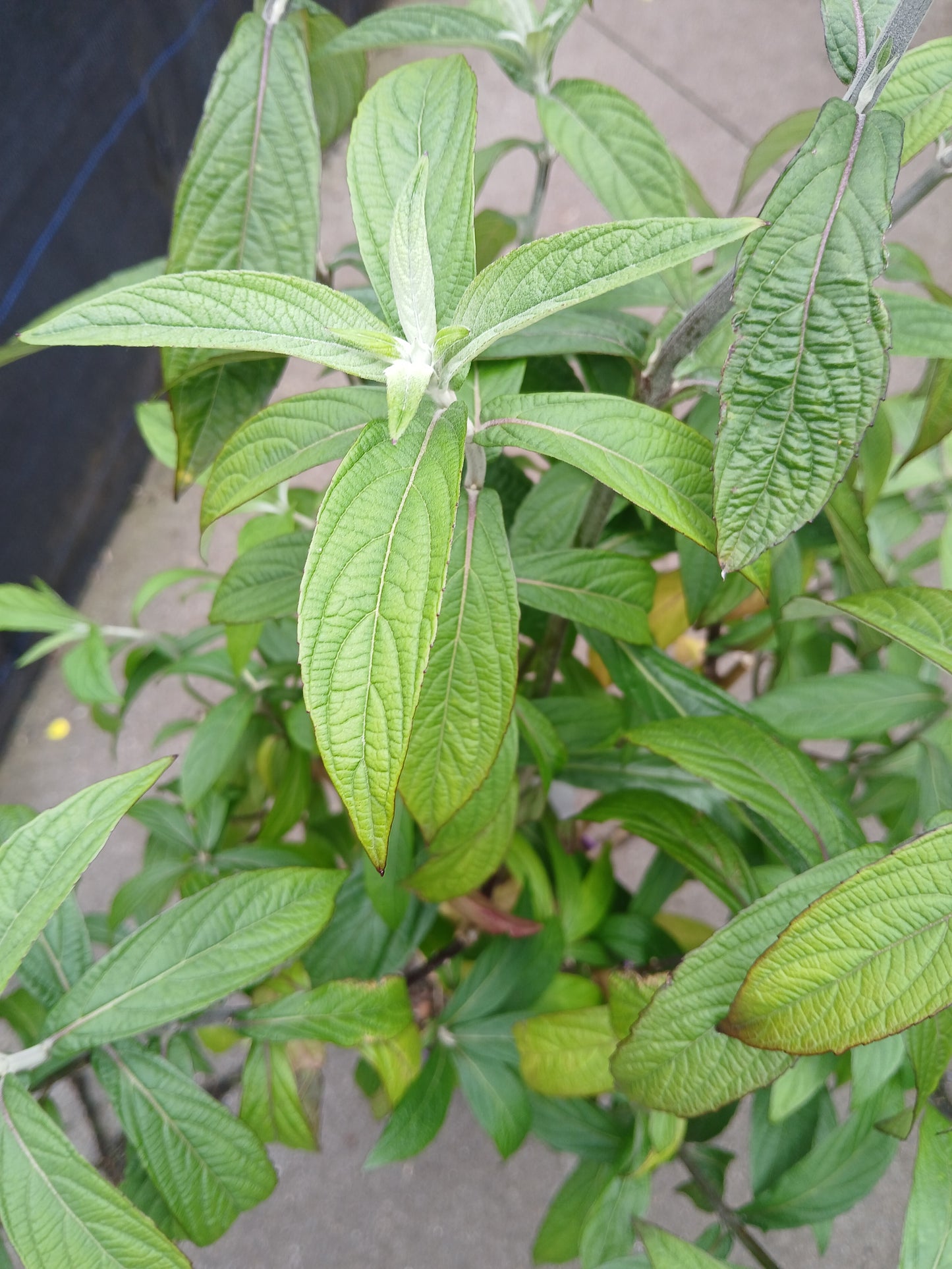 Rostrinucula dependens / C3-STRUIK