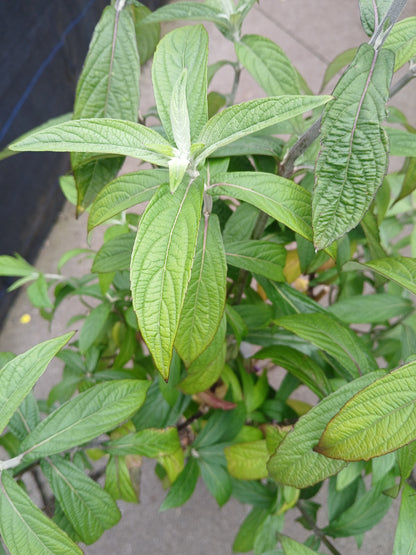 Rostrinucula dependens / C3-STRUIK