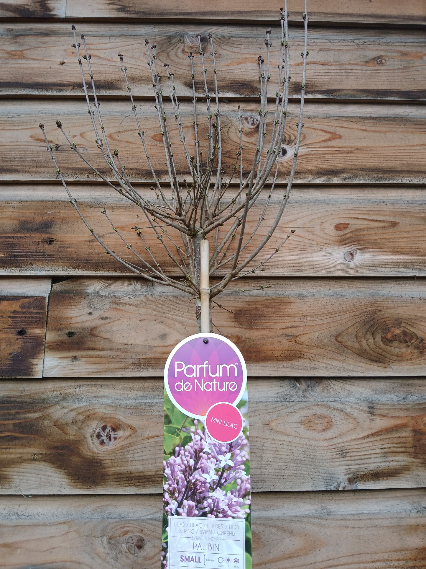 Syringa Meyeri Palabin Stem / C6 - 120cm