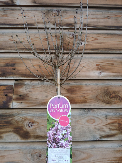 Syringa Meyeri Palabin Stem / C6 - 120cm