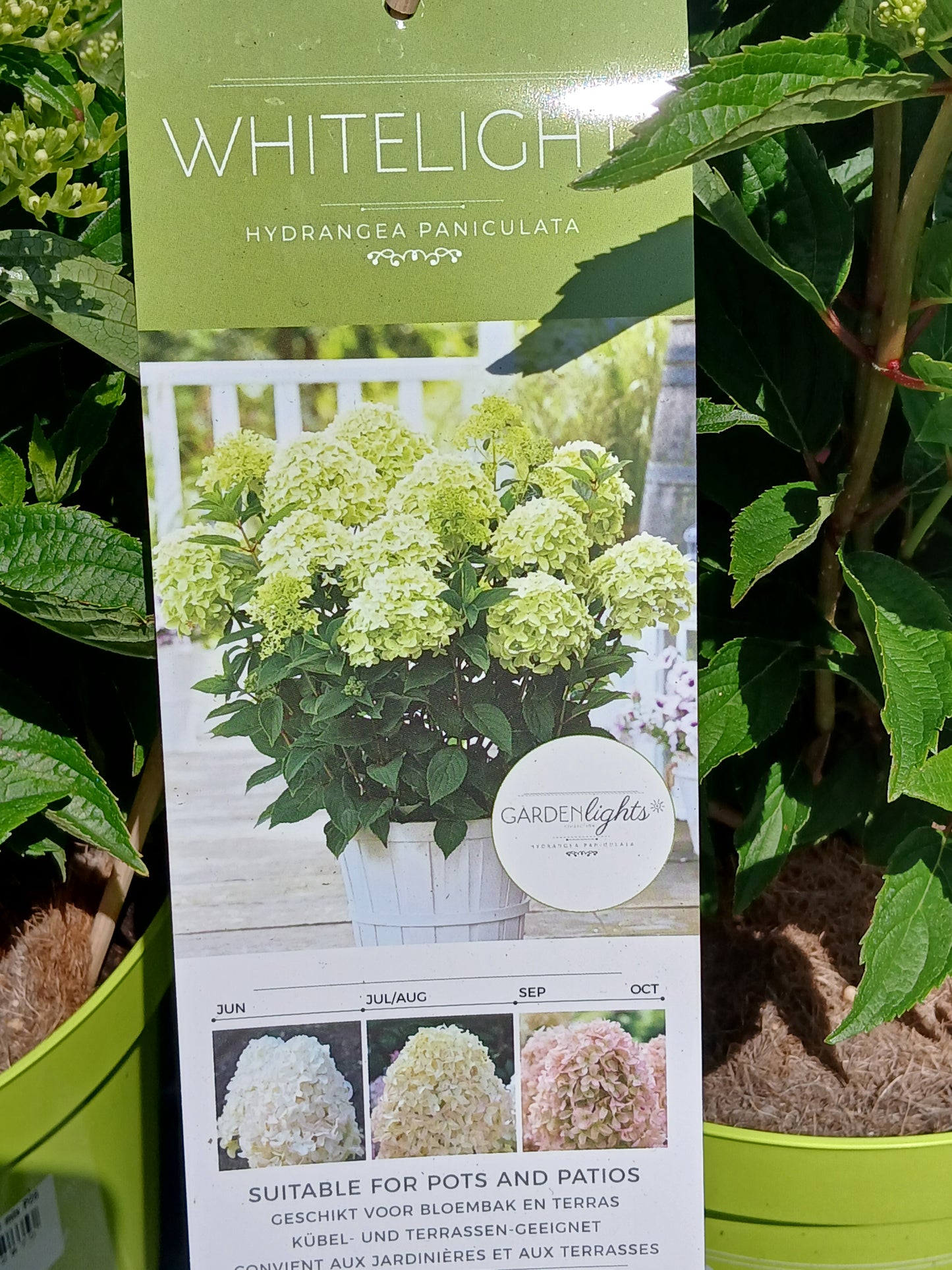 Hydrangea pan. Garden Lights mix / 7.5ltr