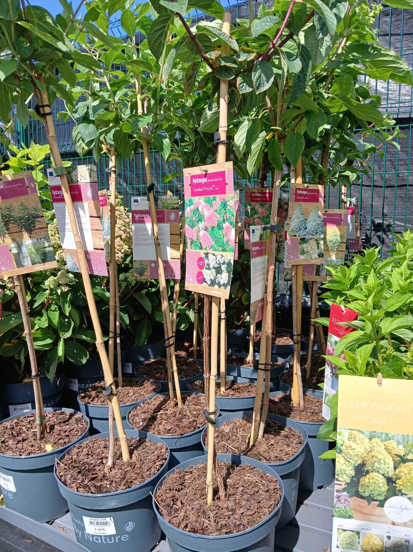 Hydrangea pan. mix / 60 CM STEM 5L