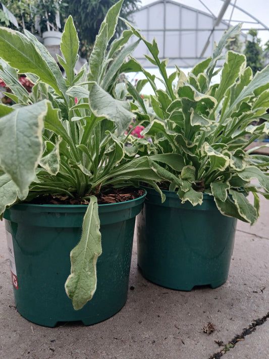 Knautia 'thunder & Lightning' ® / 2L