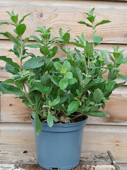 CISTUS Sunset / 2 Litre