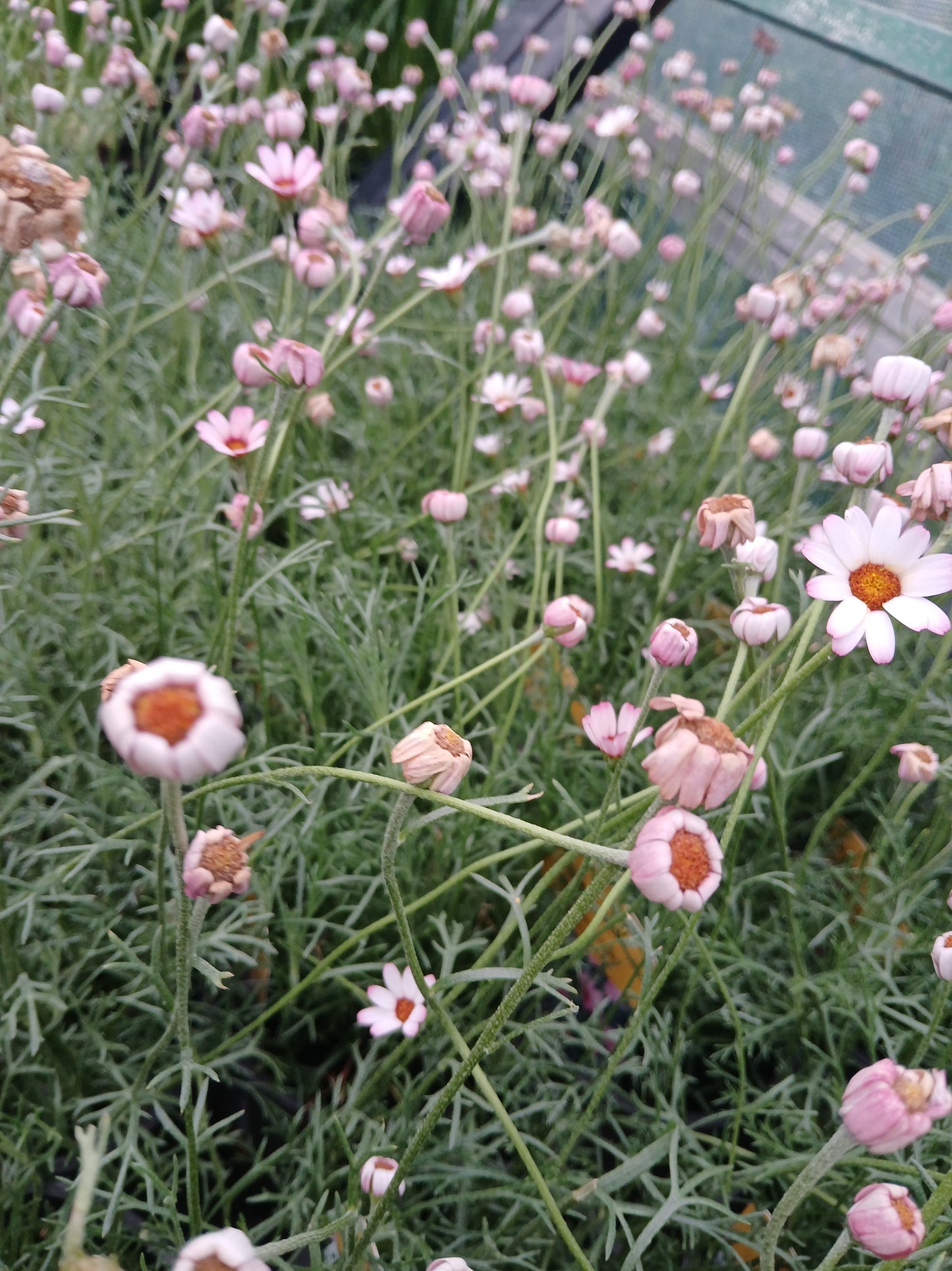Rhodanthemum hyb. Marrakech / 2L
