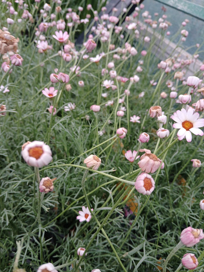 Rhodanthemum hyb. Marrakech / 2L