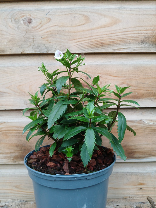 PARAHEBE Avalanche / 2 Litre